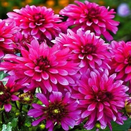 Jiřinka Art Nouveau - Dahlia - hlízy jiřinky - 1 ks