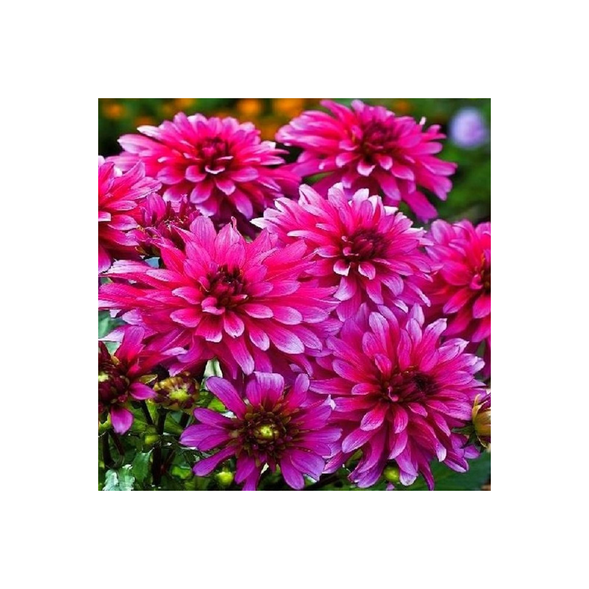 Jiřinka Art Nouveau - Dahlia - hlízy jiřinky - 1 ks