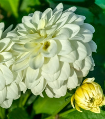 Jiřinka Art Fair - Dahlia - hlízy jiřinky - 1 ks