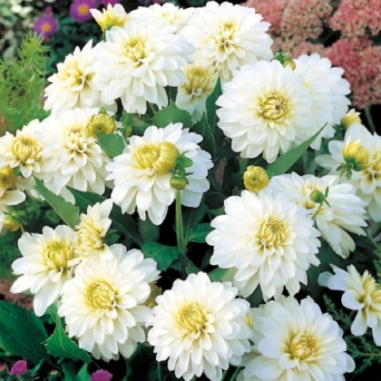 Jiřinka Art Fair - Dahlia - hlízy jiřinky - 1 ks