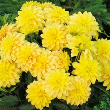 Jiřinka Cézanne - Dahlia - hlízy jiřinky - 1 ks