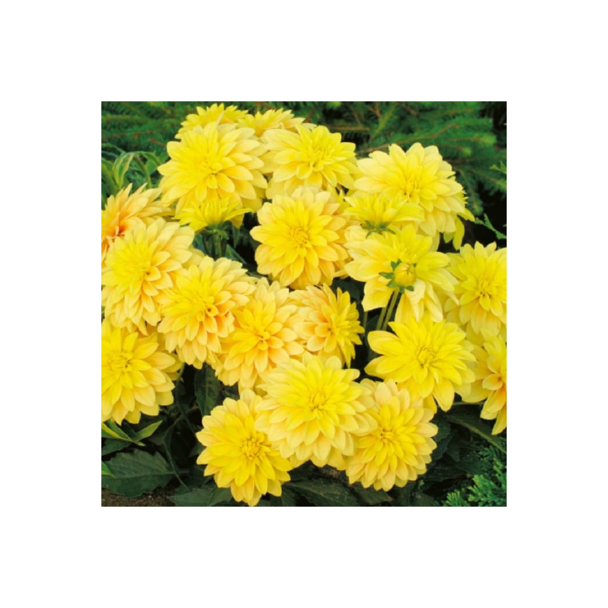 Jiřinka Cézanne - Dahlia - hlízy jiřinky - 1 ks