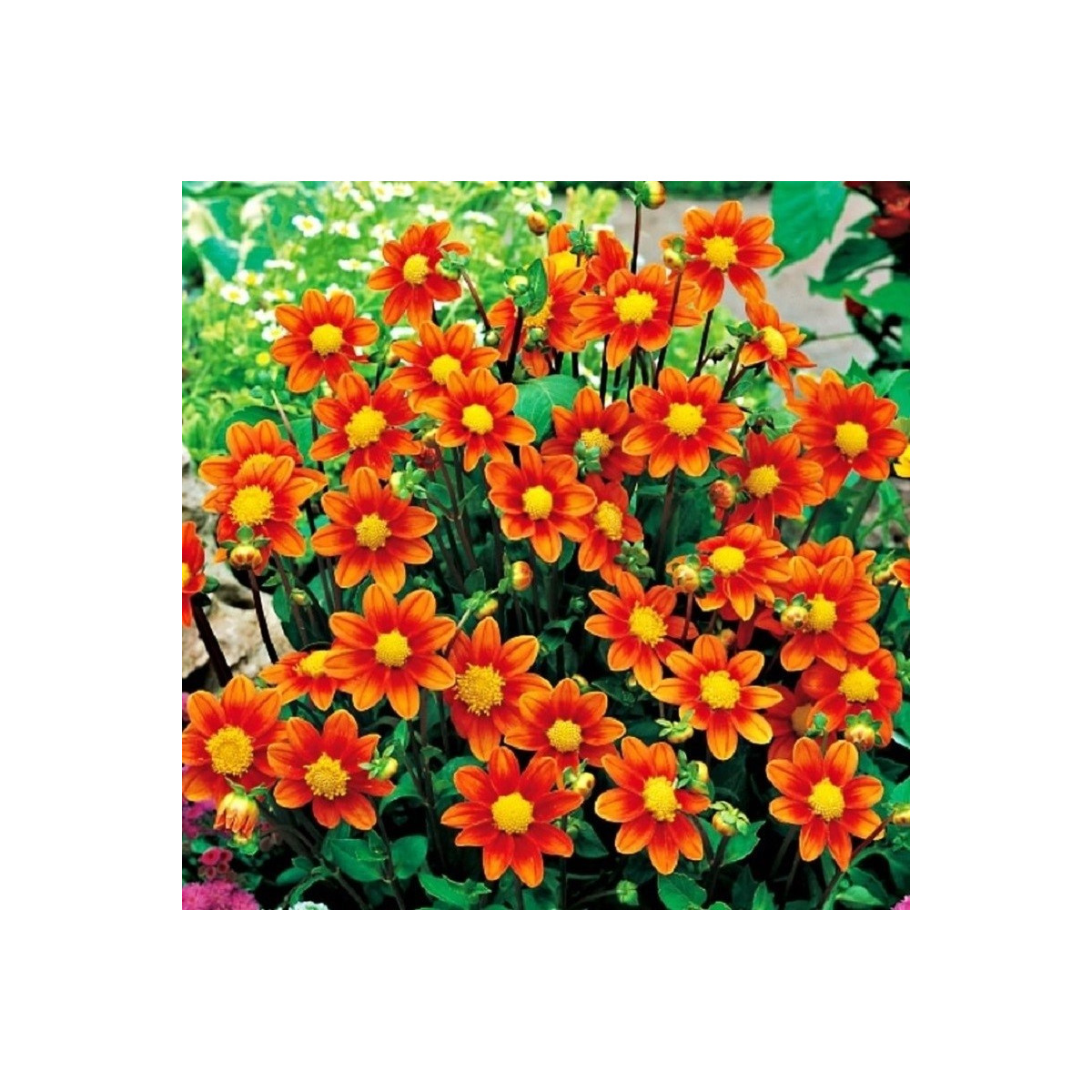 Jiřinka Topmix oranžová - Dahlia - hlízy jiřinky - 1 ks