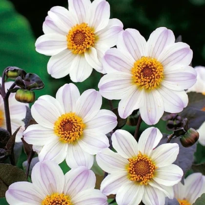 Jiřinka Bishop of Dover - Dahlia - hlízy jiřinky - 1 ks