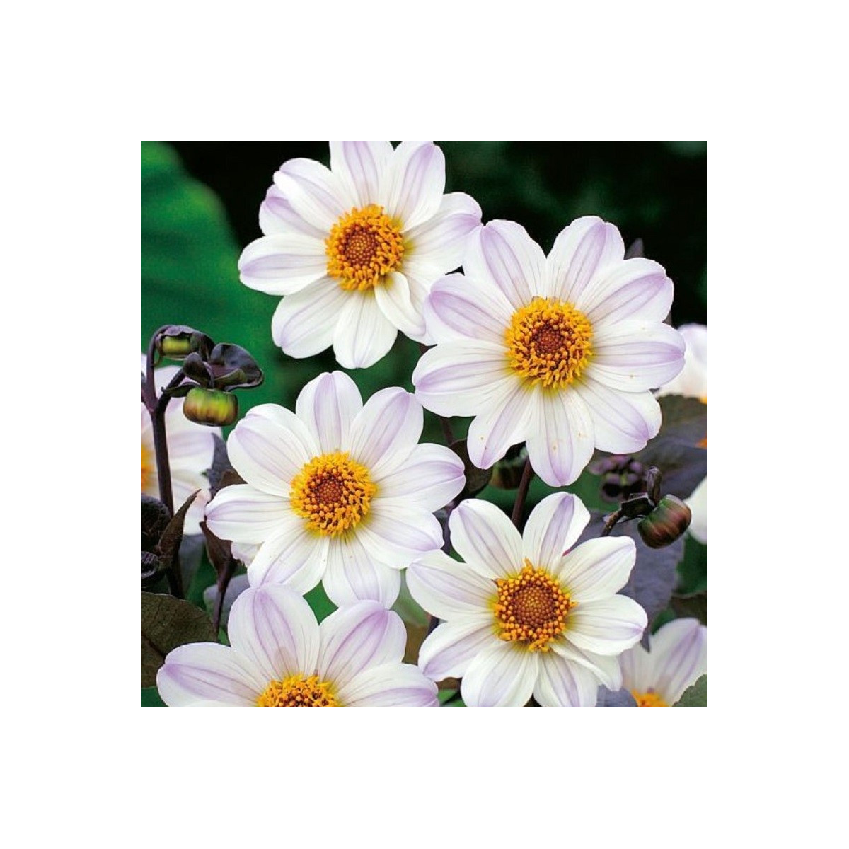 Jiřinka Bishop of Dover - Dahlia - hlízy jiřinky - 1 ks