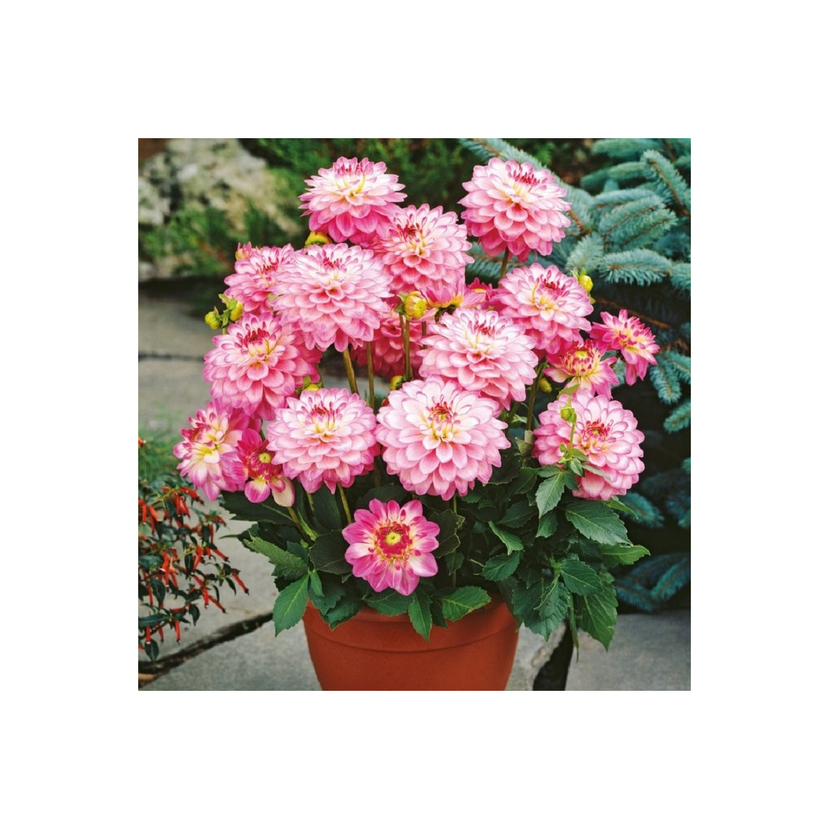 Jiřinka Melody Dixie - Dahlia - hlízy jiřinky - 1 ks