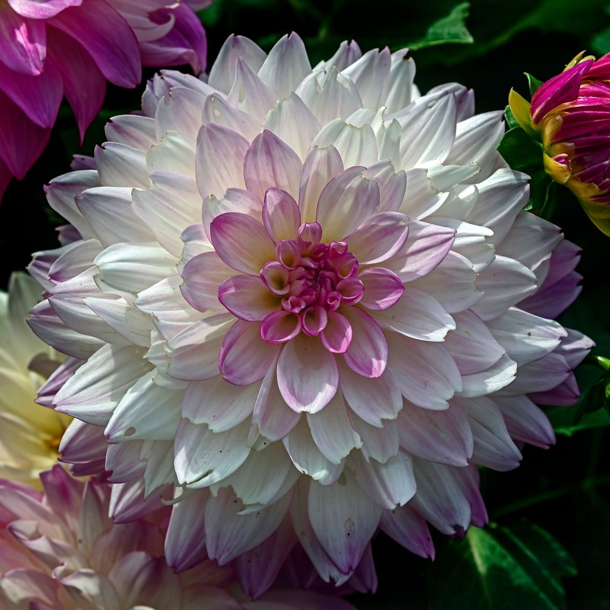 Jiřinka Melody Dixie - Dahlia - hlízy jiřinky - 1 ks