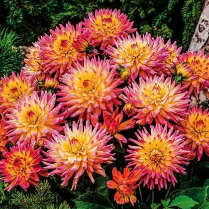 Jiřinka Melody Gipsy - Dahlia - hlízy jiřinky - 1 ks