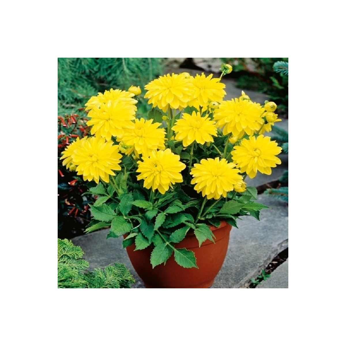 Jiřinka Melody Latin - Dahlia - hlízy jiřinky - 1 ks