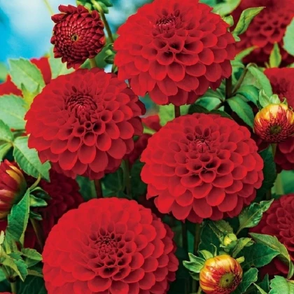 Jiřinka Glow - Dahlia - hlízy jiřinky - 1 ks