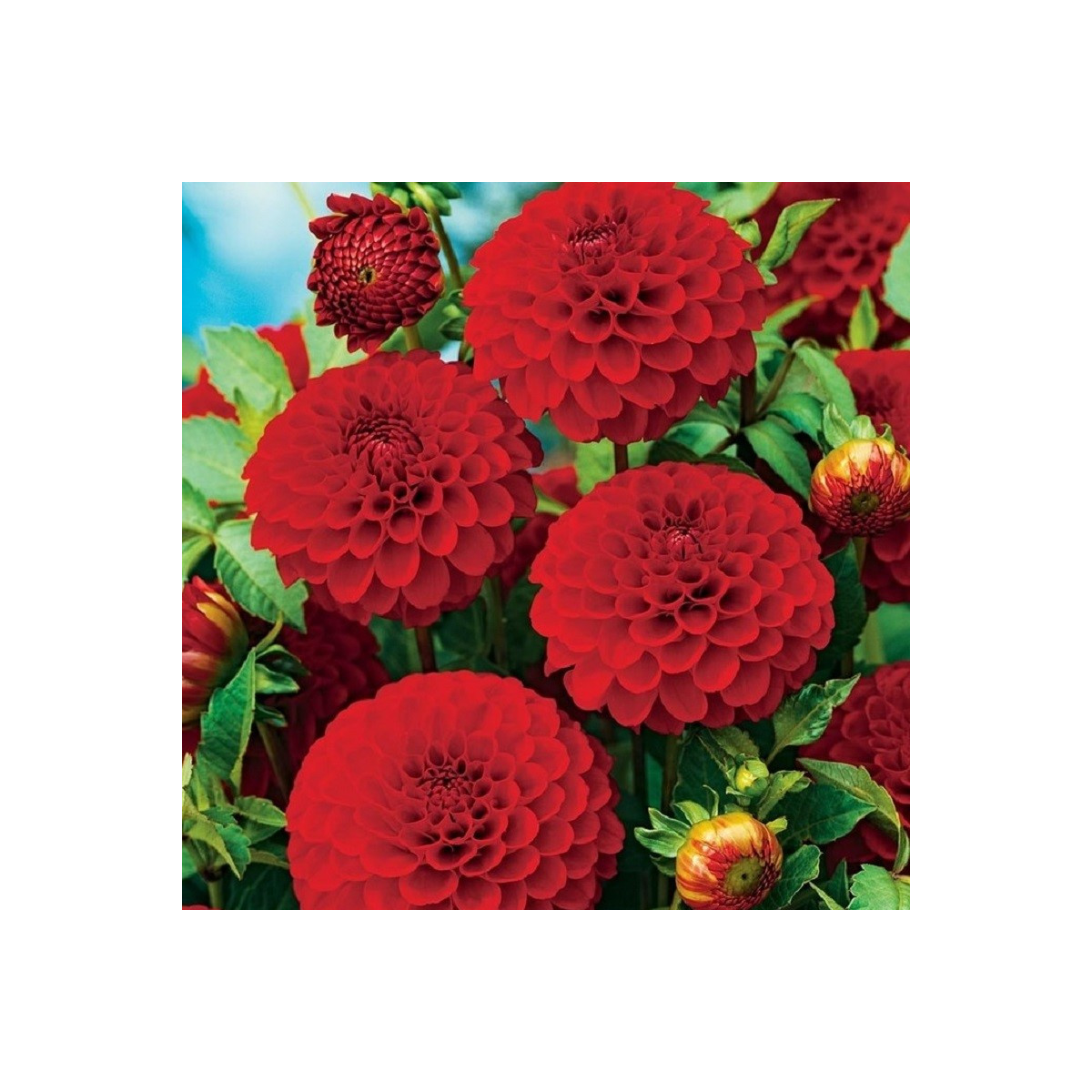 Jiřinka Glow - Dahlia - hlízy jiřinky - 1 ks