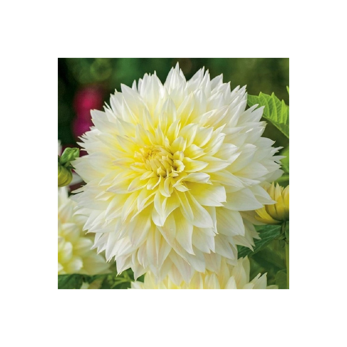 Jiřinka Canary Fubuki - Dahlia - hlízy jiřinky - 1 ks