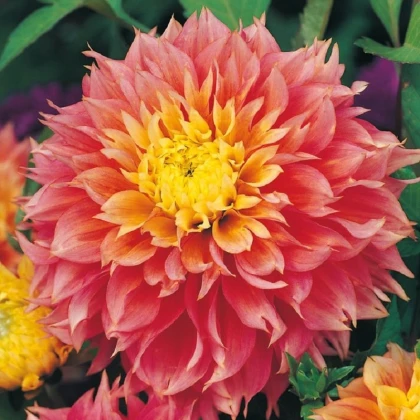 Jiřinka Kogane Fubuki - Dahlia - hlízy jiřinky - 1 ks