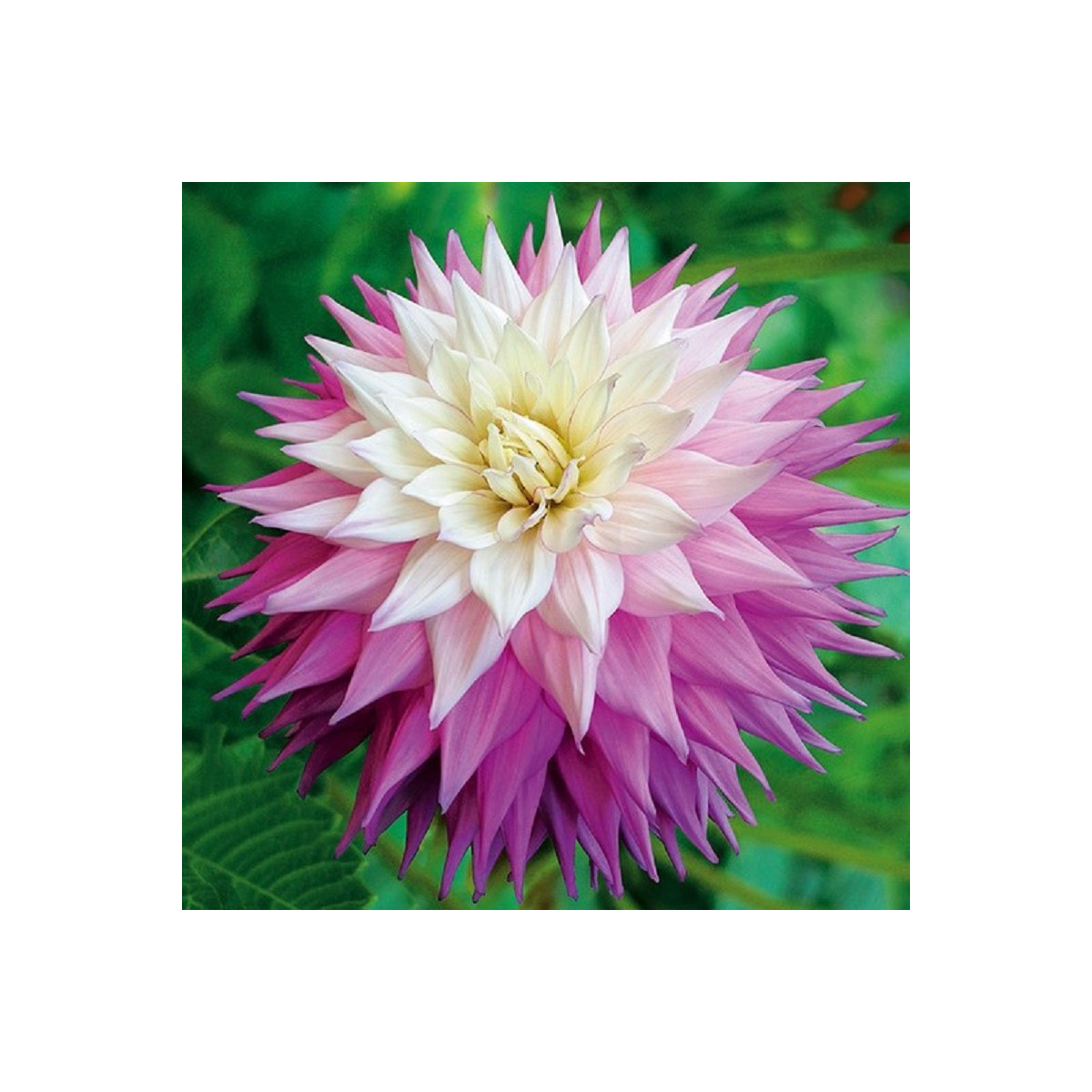 Jiřinka Sir Alf Ramsey - Dahlia - hlízy jiřinky - 1 ks