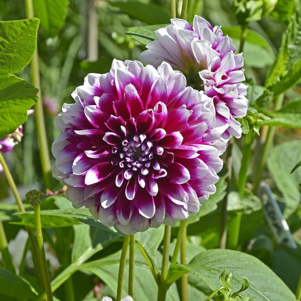 Jiřinka Edinburgh - Dahlia - hlízy jiřinky - 1 ks