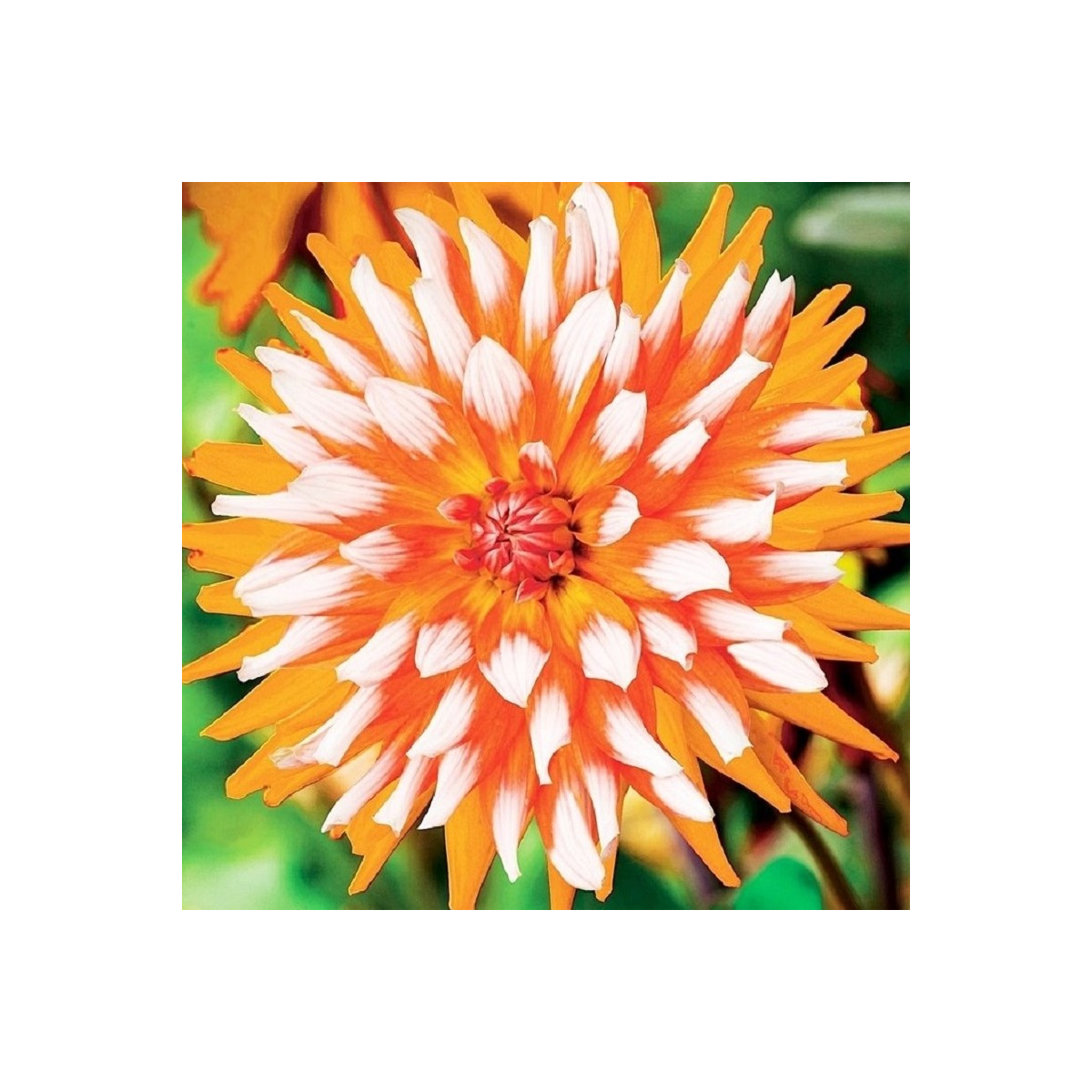 Jiřinka Orange Turmoil - Dahlia - hlízy jiřinky - 1 ks