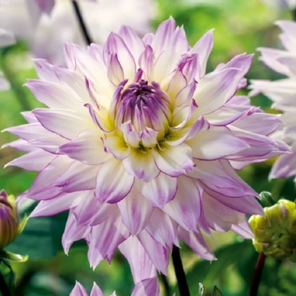 Jiřinka Crazy Love - Dahlia - hlízy jiřinky - 1 ks