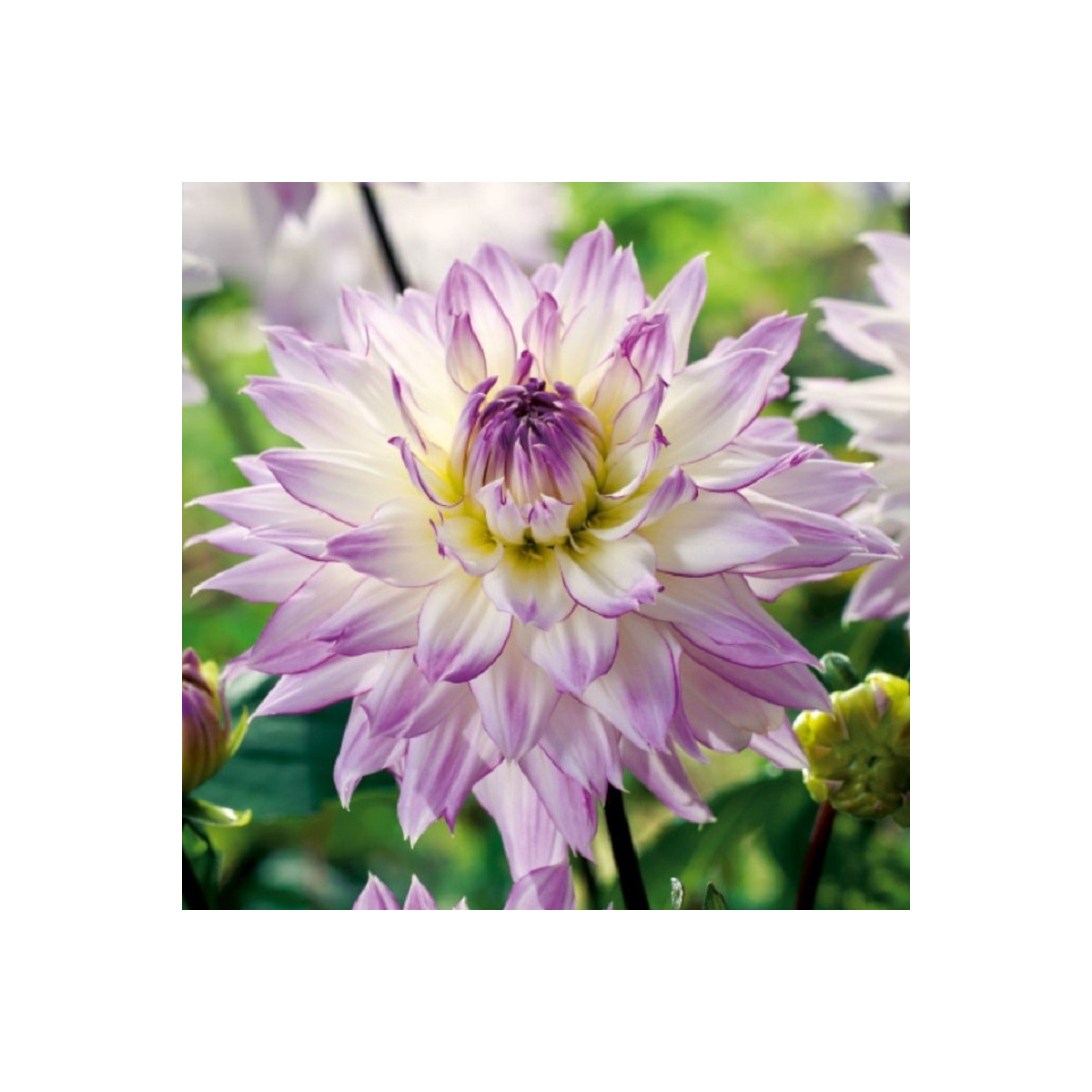 Jiřinka Crazy Love - Dahlia - hlízy jiřinky - 1 ks