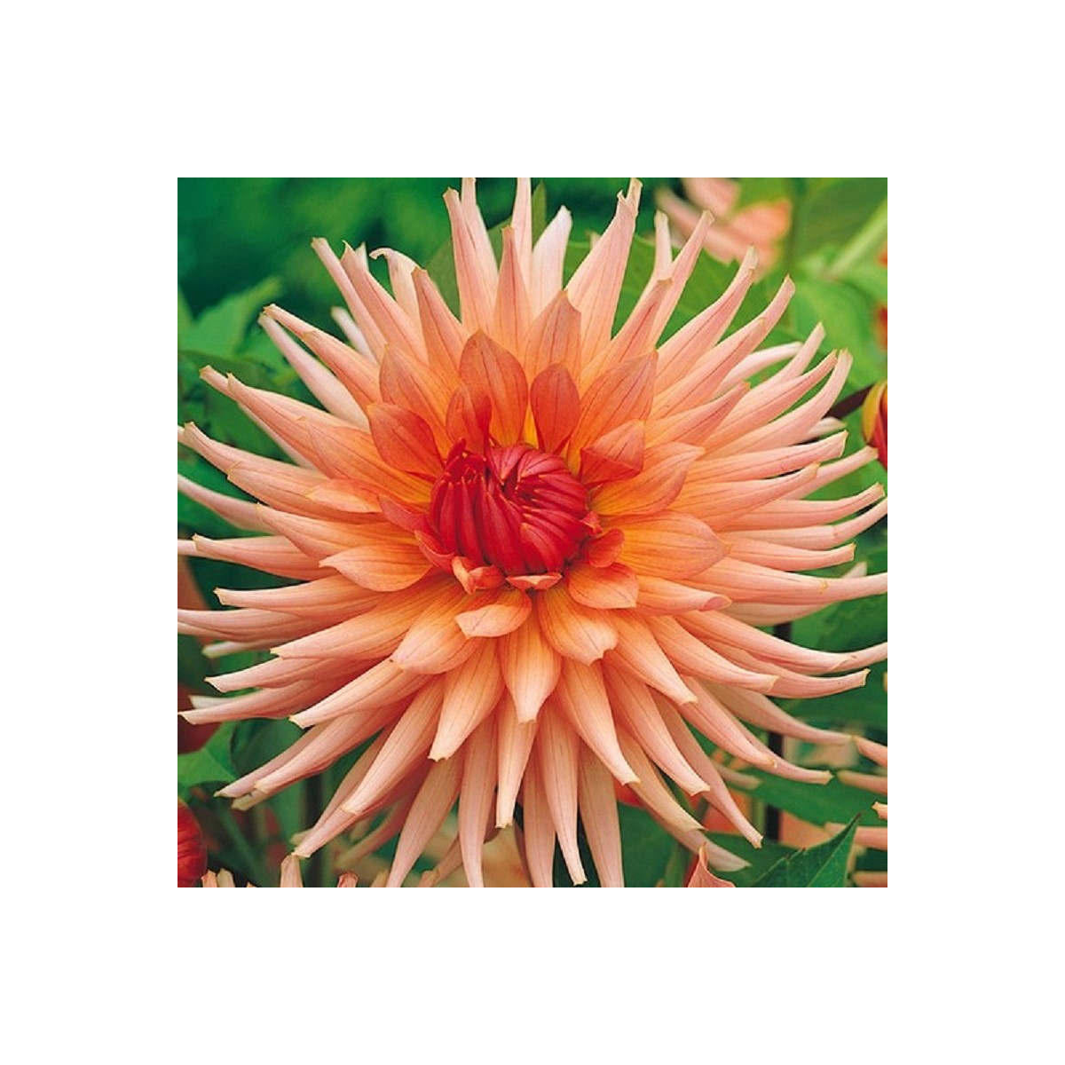 Jiřinka Preference - Dahlia - hlízy jiřinky - 1 ks