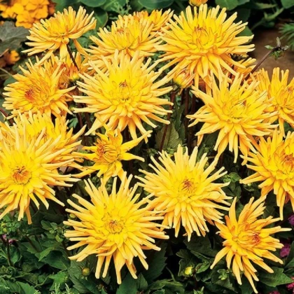 Jiřinka Garden Princess - Dahlia - hlízy jiřinky - 1 ks