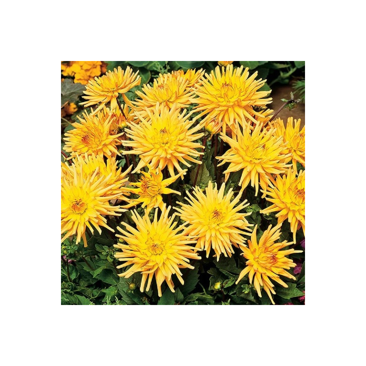 Jiřinka Garden Princess - Dahlia - hlízy jiřinky - 1 ks