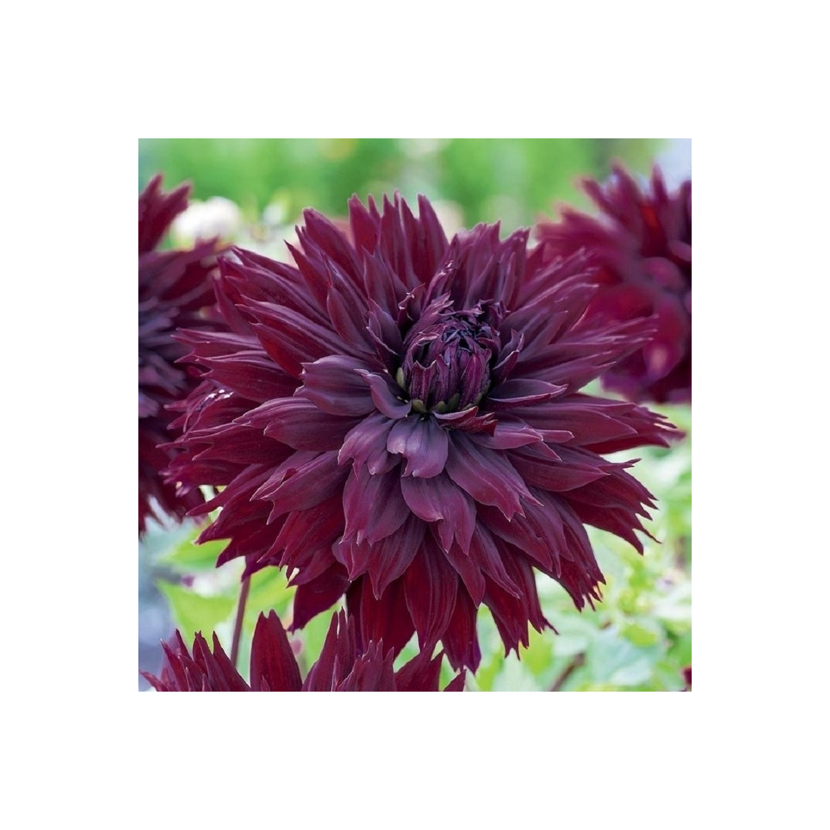 Jiřinka Black Touch - Dahlia - hlízy jiřinky - 1 ks