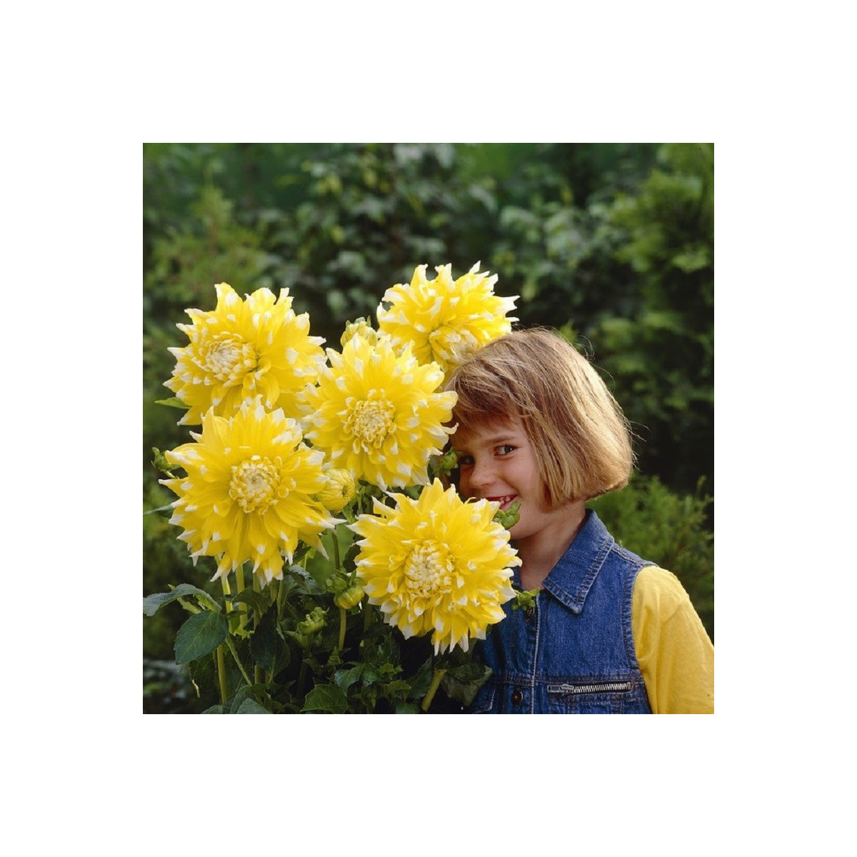 Jiřinka Grand Prix - Dahlia - hlízy jiřinky - 1 ks