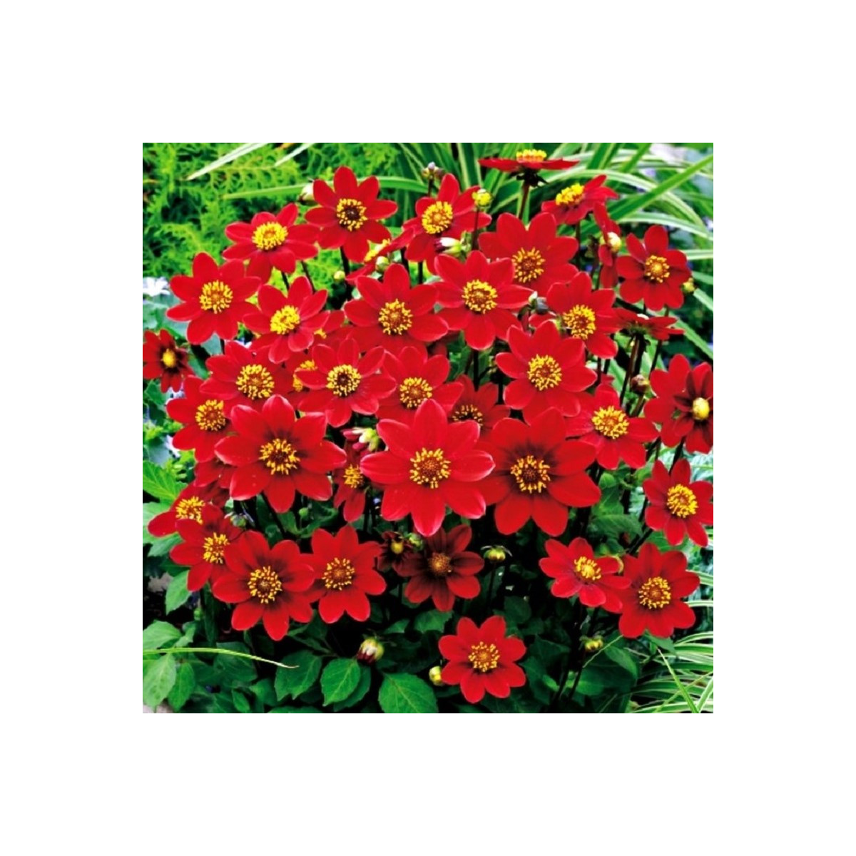 Jiřinka Topmix červená - Dahlia - hlízy jiřinky - 1 ks