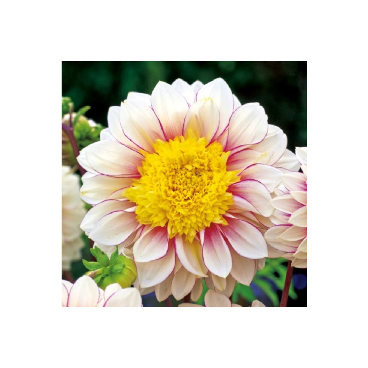 Jiřinka Polka - Dahlia - hlízy jiřinky - 1 ks