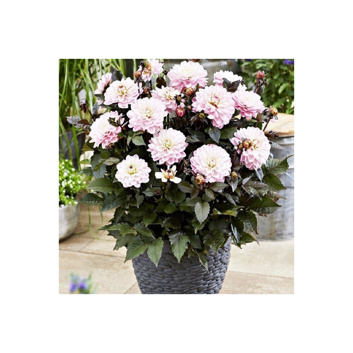 Jiřinka Melody Harmony - Dahlia - hlízy jiřinky - 1 ks