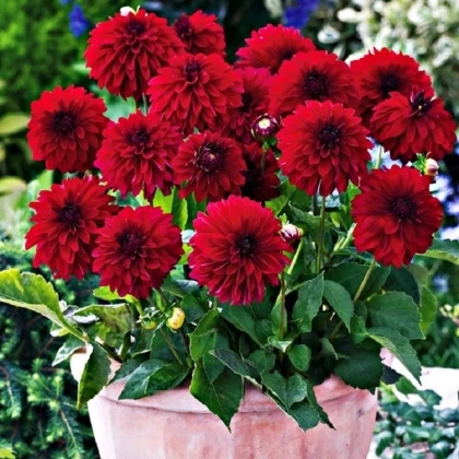 Jiřinka Melody Mambo - Dahlia - hlízy jiřinky - 1 ks