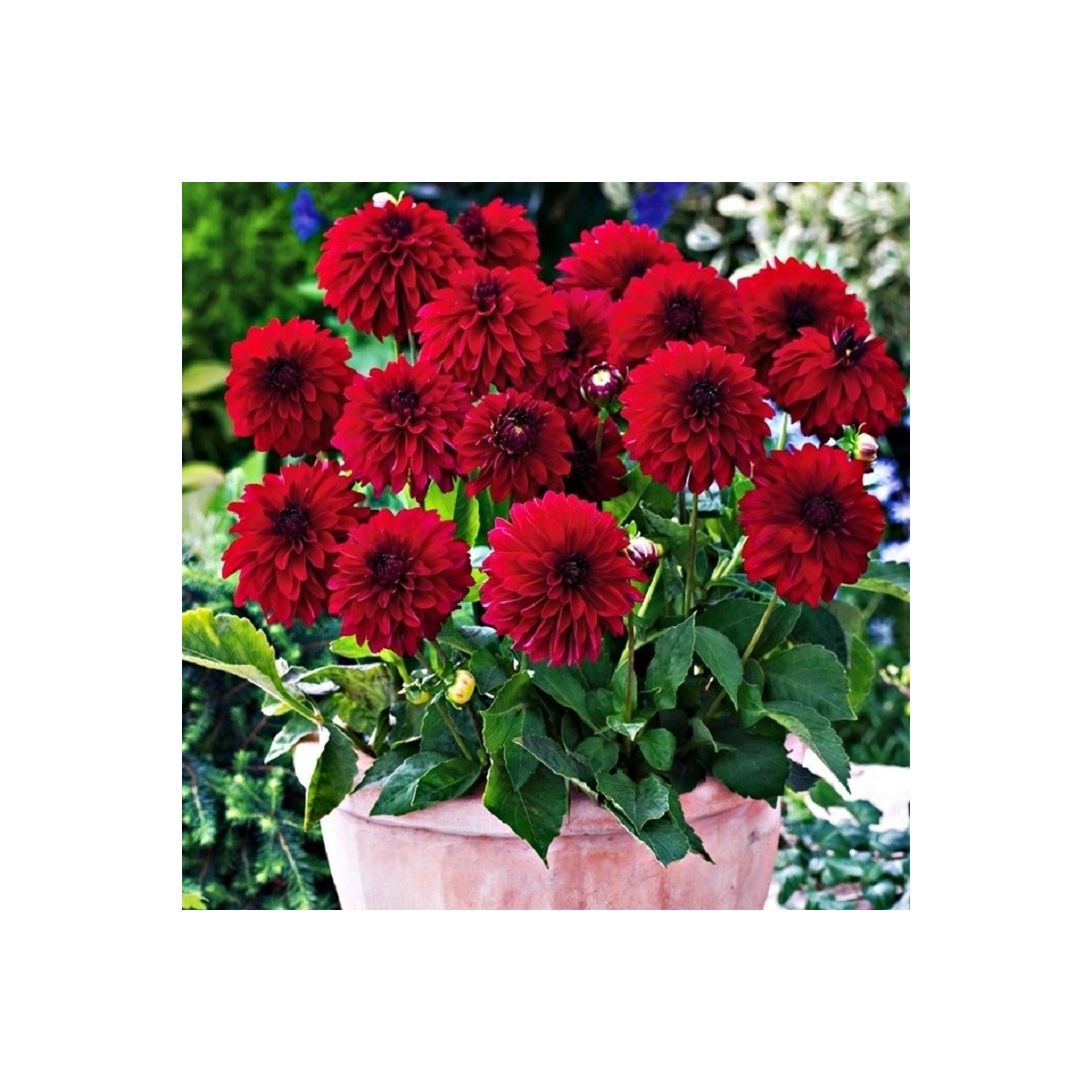 Jiřinka Melody Mambo - Dahlia - hlízy jiřinky - 1 ks