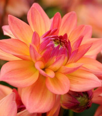 Jiřinka Melody Dora - Dahlia - hlízy jiřinky - 1 ks