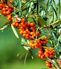 Rakytník řešetlákový - Hippophae rhamnoides - semena rakytníku - 8 ks