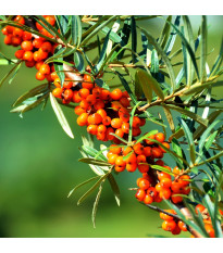 Rakytník řešetlákový - Hippophae rhamnoides - semena rakytníku - 8 ks