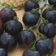 Rajče tyčkové černé Blackball - Solanum lycopersicum - semena rajčete - 20 ks