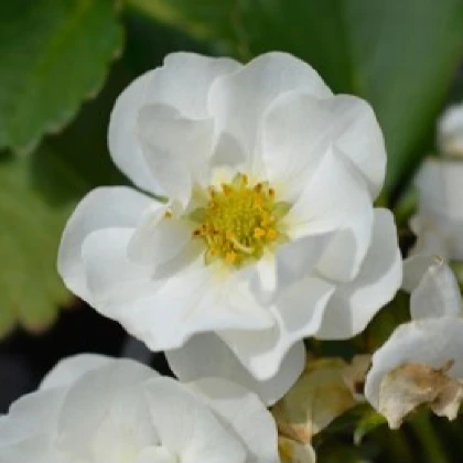 Jahodník Summer Breeze Snow F1 - Fragaria vesca - semena jahodníku - 10 ks
