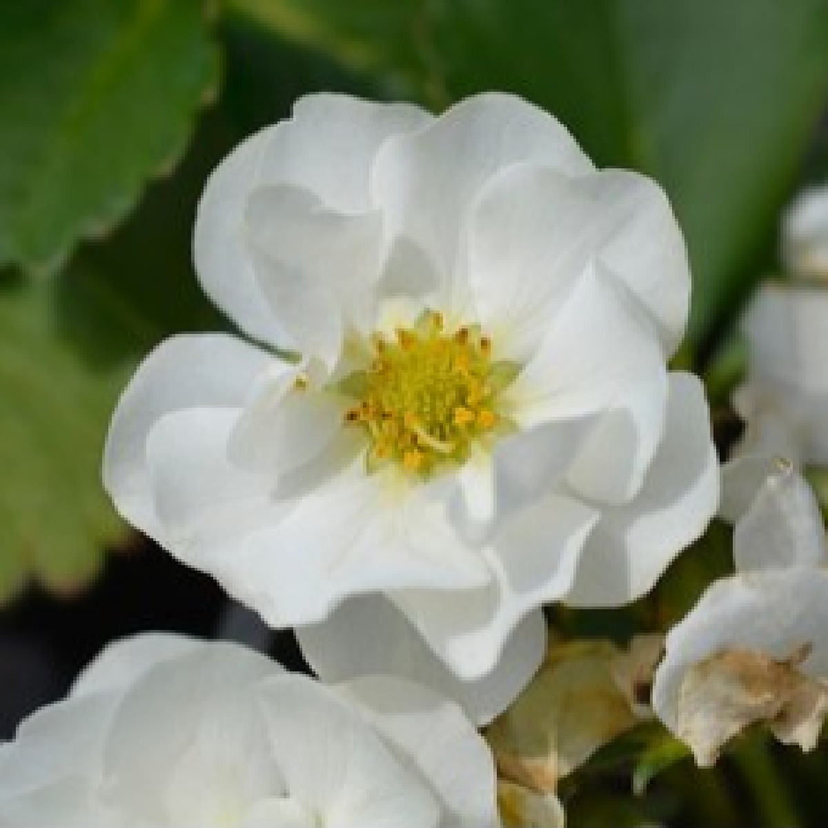 Jahodník Summer Breeze Snow F1 - Fragaria vesca - semena jahodníku - 10 ks