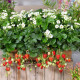 Jahodník Summer Breeze Snow F1 - Fragaria vesca - semena jahodníku - 10 ks