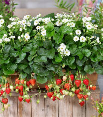 Jahodník Summer Breeze Snow F1 - Fragaria vesca - semena jahodníku - 10 ks