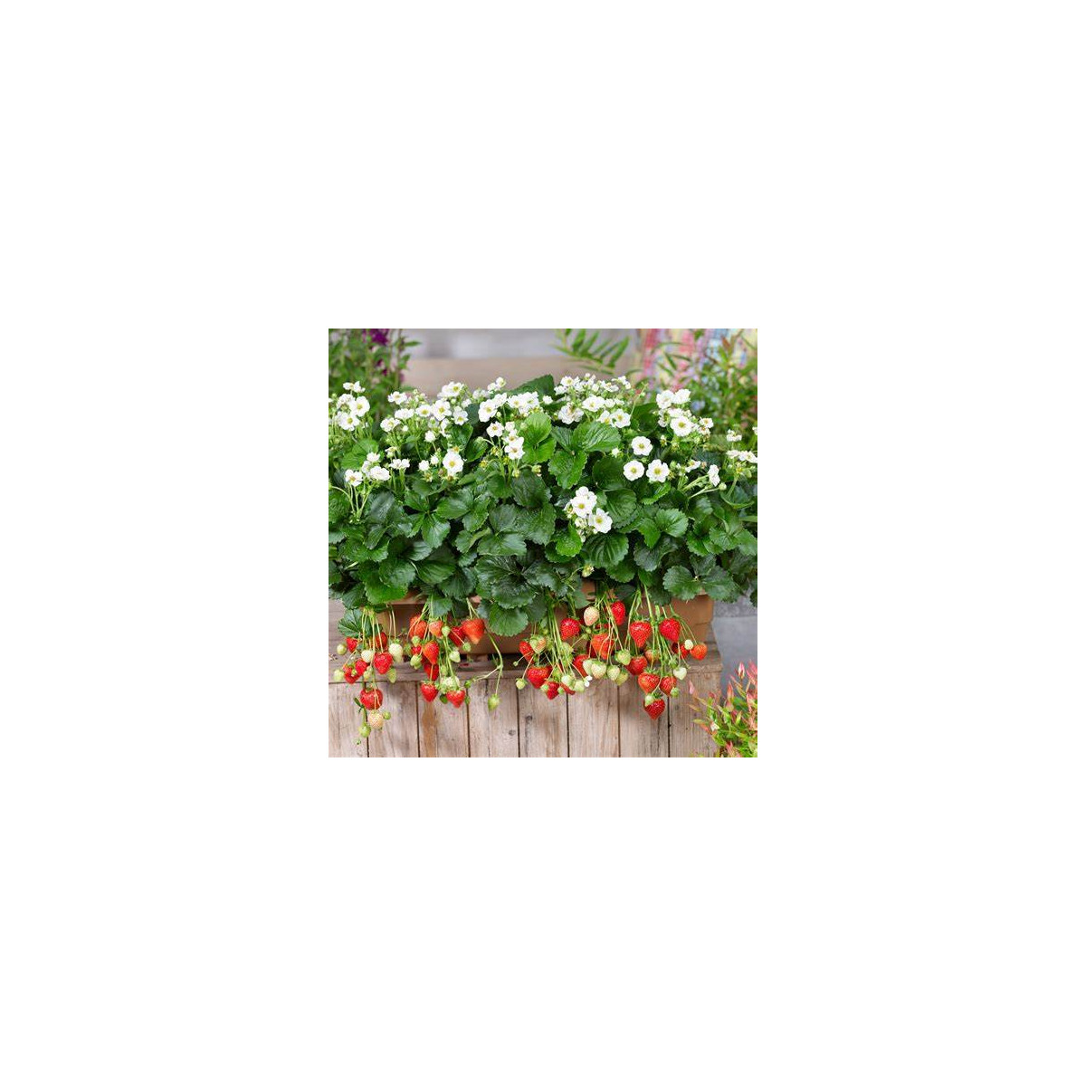 Jahodník Summer Breeze Snow F1 - Fragaria vesca - semena jahodníku - 10 ks