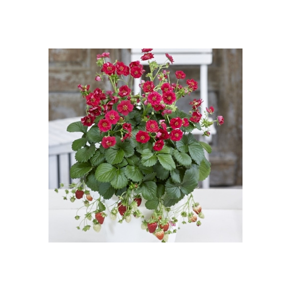 Jahodník Summer Breeze Rose F1 - Fragaria vesca - semena jahodníku - 10 ks