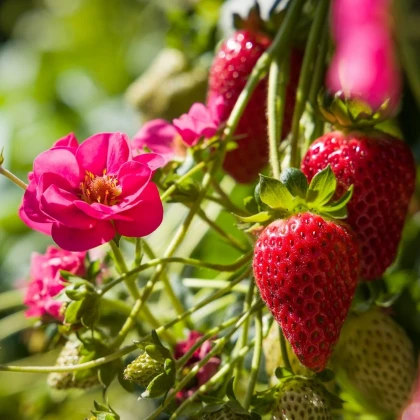 Jahodník Summer Breeze Cherry F1 - Fragaria vesca - semena jahodníku - 10 ks