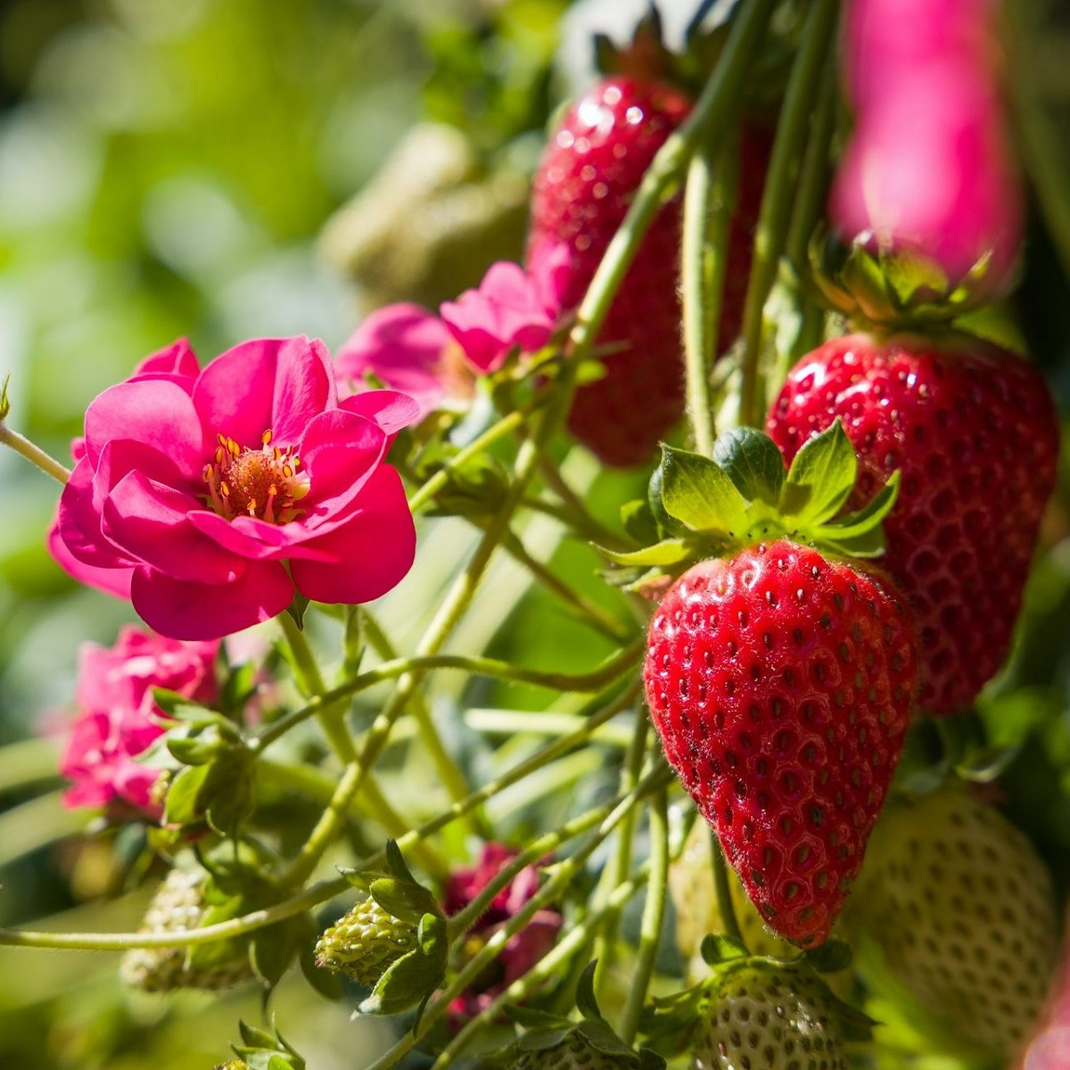 Jahodník Summer Breeze Cherry F1 - Fragaria vesca - semena jahodníku - 10 ks
