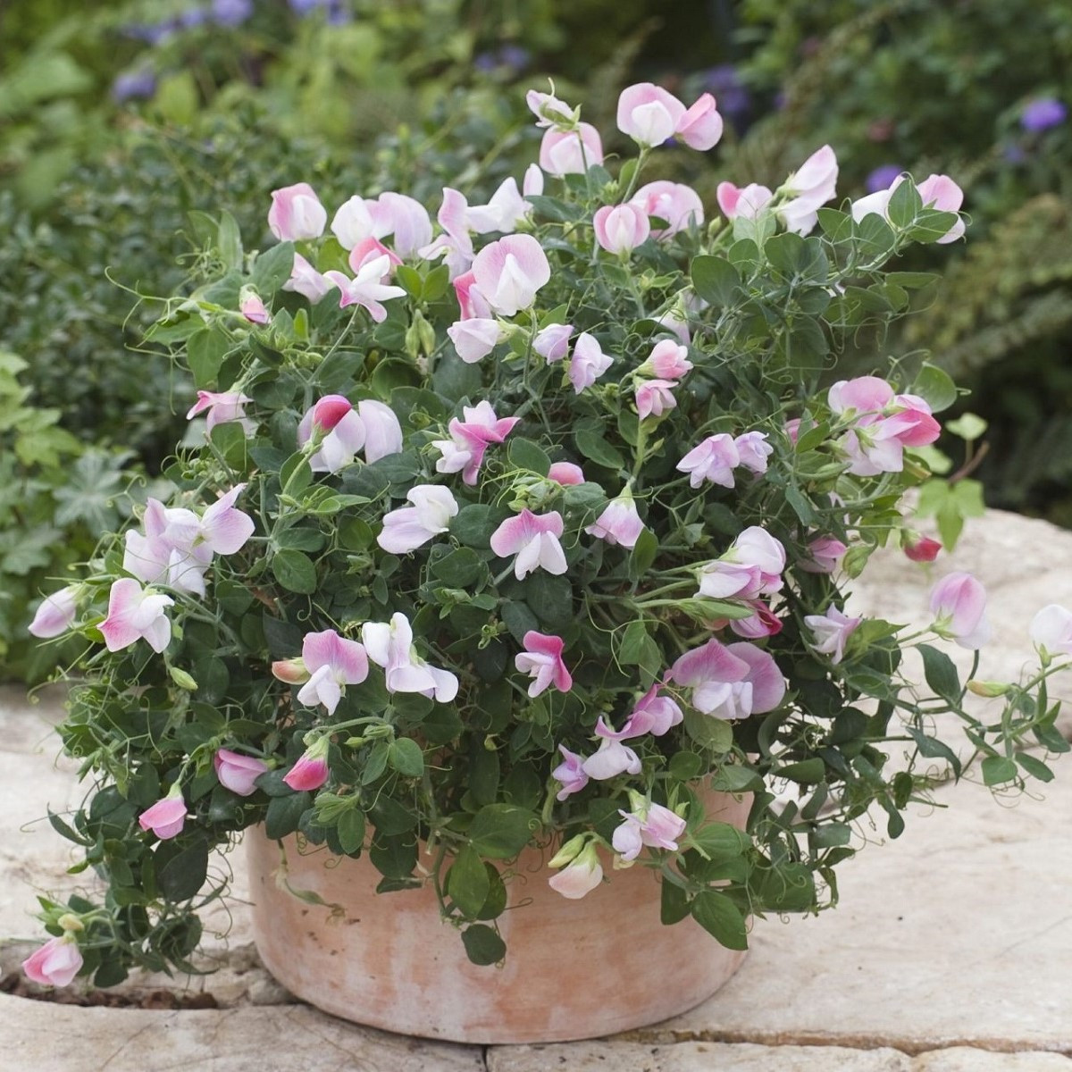 Hrachor vonný zakrslý Cupid Pink - Lathyrus odoratus - semena hrachoru - 12 ks