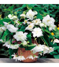 Begonie bílá - Begonia pendula - hlízy begonie - 2 ks