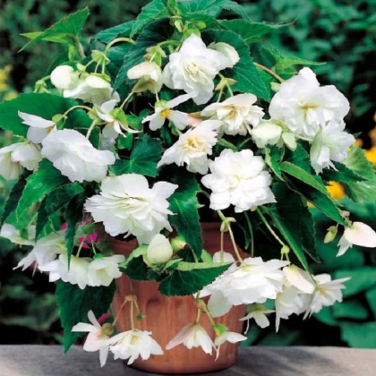 Begonie bílá - Begonia pendula - hlízy begonie - 2 ks