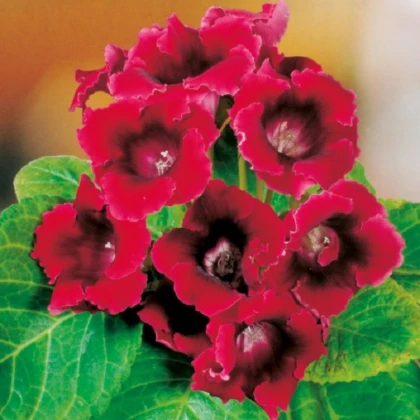 Gloxiníe Defiance - Sinningia - hlízy gloxínie - 1 ks