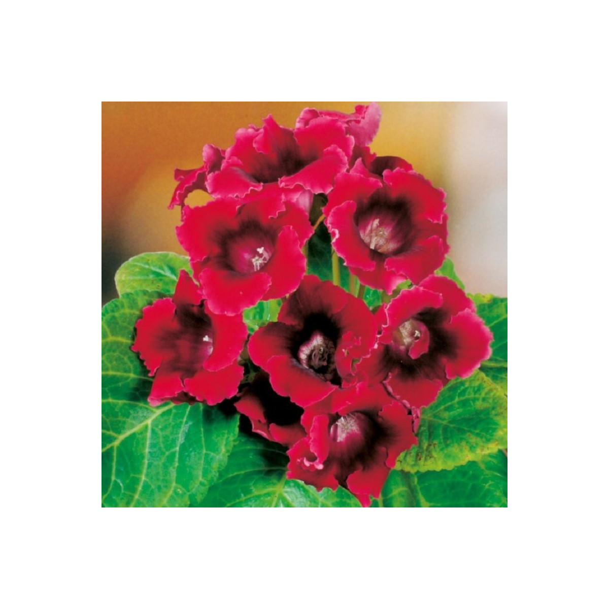 Gloxiníe Defiance - Sinningia - hlízy gloxínie - 1 ks