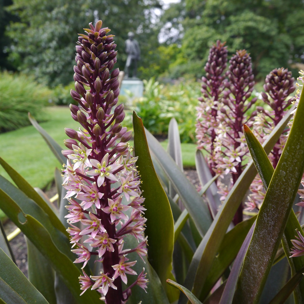 Chocholatice tečkovaná - Eucomis comosa - cibule chocholatice - 1 ks